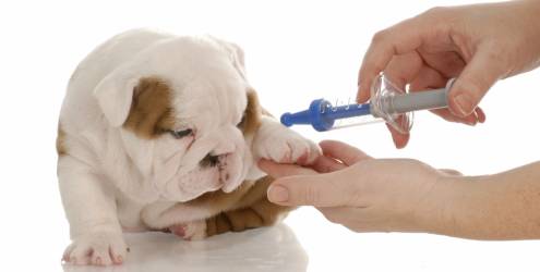 cachorro-vacina-veterinario-11707