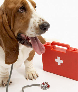 doggie-first-aid