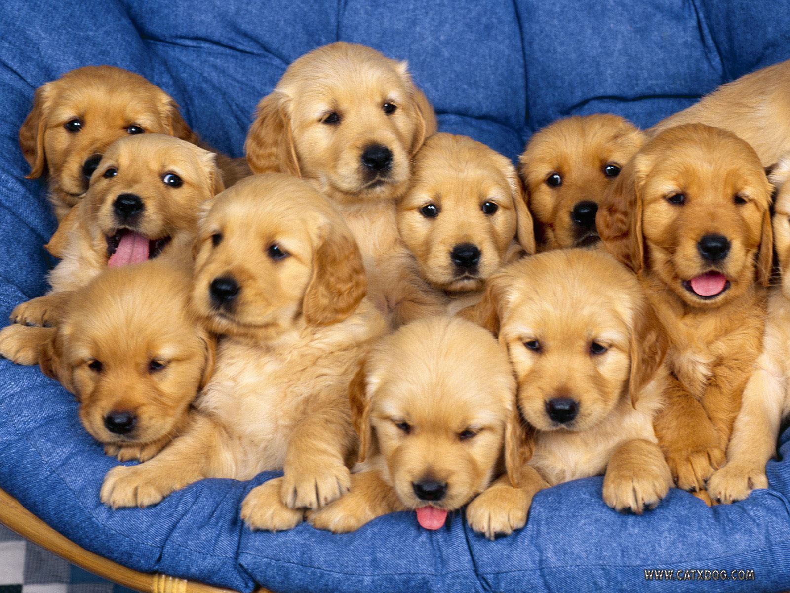 puppies